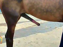 Horse Cock Swinging with Woman